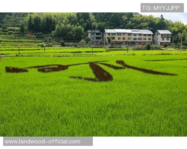 彩摘网助力农民增收开启农业新模式实现乡村振兴梦想