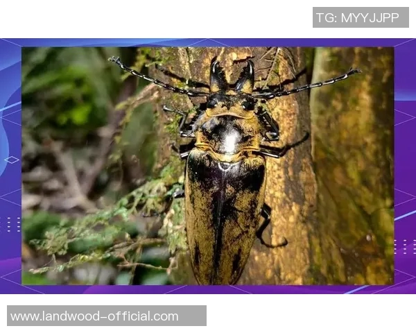 探索红五天牛图库的魅力与价值，揭示其背后的艺术与文化内涵